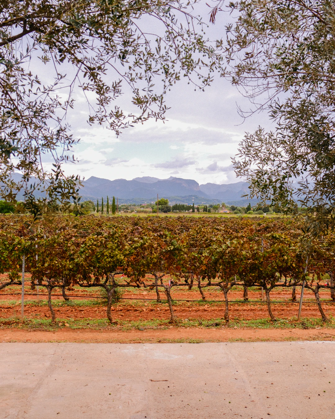 Viñedos del Priorat, tarde de verano